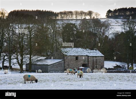 Domestic Sheep Flock Grazing In Snow Covered Pasture Stone Barn Trees