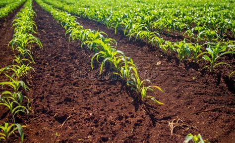 Corn Plantation Field Stock Photo Image Of Environment 95613626