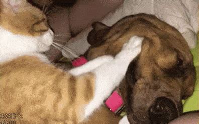 Dog Cat GIF - Dog Cat Relax GIFs | Say more with Tenor