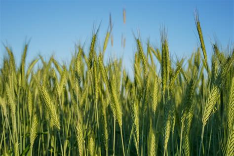 Wallpaper Id 226976 Green Field Of Wheat Grass Growing On A Farm Farm Field 4k Wallpaper