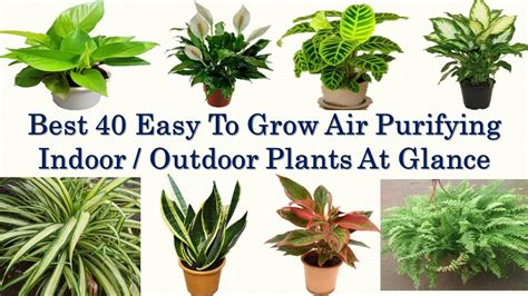 Best 40 Indoor Plants For Clean Air Best Air Purifying Indoor Plants