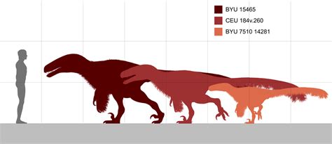 Size comparison of utahraptor (PaleoNeolitic) : r/Paleo_Skeletals