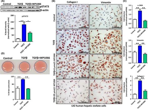 Wp Inhibits Tgf Induced Activation And Contractility Of Human Hsc