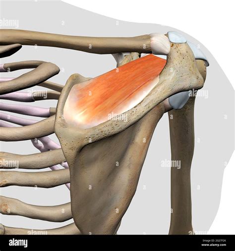 Skeletal Muscle Anatomy Posterior