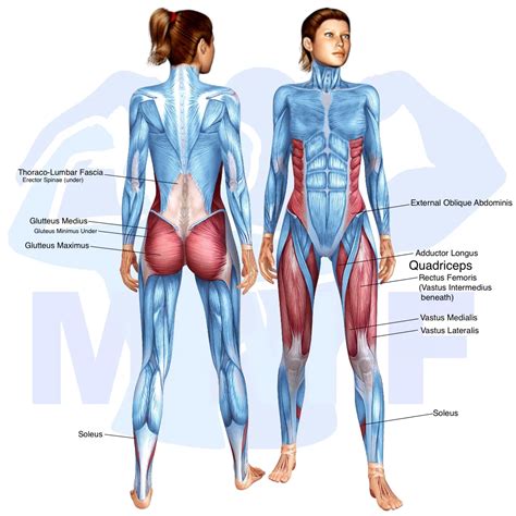 Smith Machine Rear Lunge: Your Easy How-To Guide