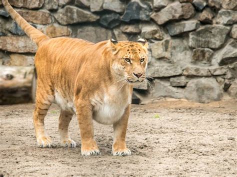 liger panthera  astonishing liger facts fact animal