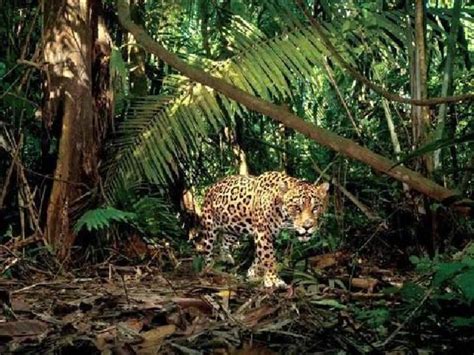 Yasuni National Park — Balanced Report