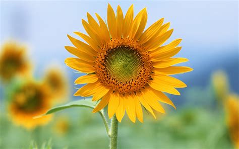 Fondos De Pantalla Un Girasol X Hd Imagen