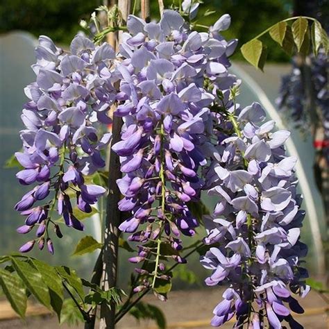 Vist Ria Nska Wisteria Sinensis Prolific Co L Max Garden