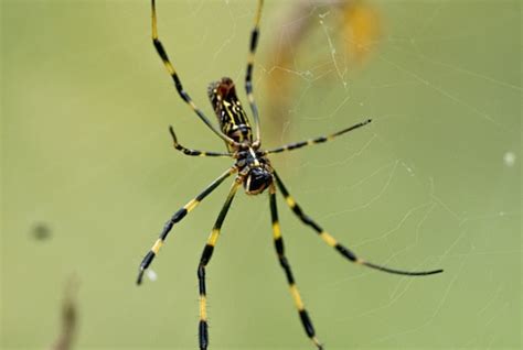 Giant Flying Joro Spiders 11 Facts About These Scary Critters And