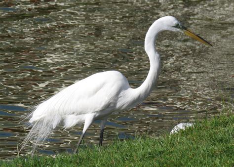 Grande Aigrette Ardea Alba Great Egret Punta Cana