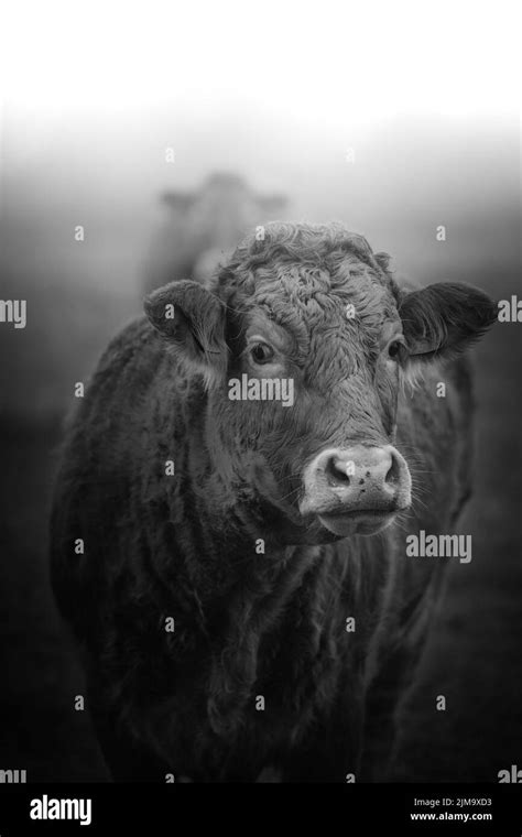 Limousin Cow Breed Black And White Stock Photos And Images Alamy