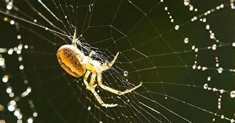 Effective Spider Control Methods