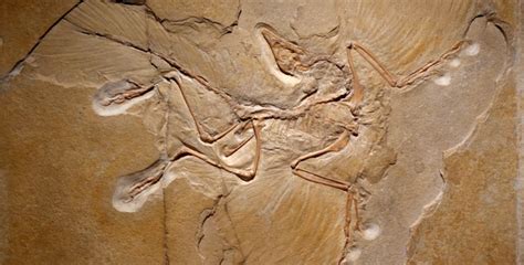 Feather Flop 1 – Archaeopteryx Feather – Creation Fact File