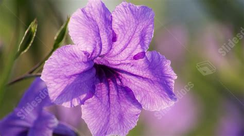 Purple Floral Flowers And Trees Morning Close Up Water Drops Powerpoint ...