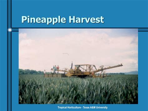 Ppt Pineapples Powerpoint Presentation Free Download Id159562