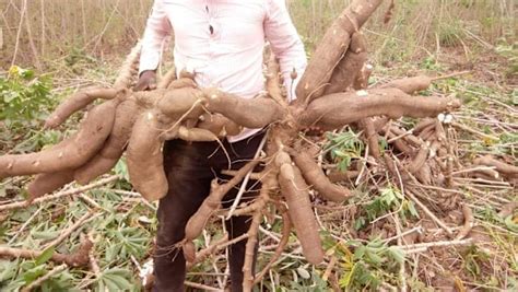 Cassava Crops Cultivation Guide By Ezosike Fiverr