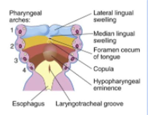 Ant Final Embryology Flashcards Quizlet