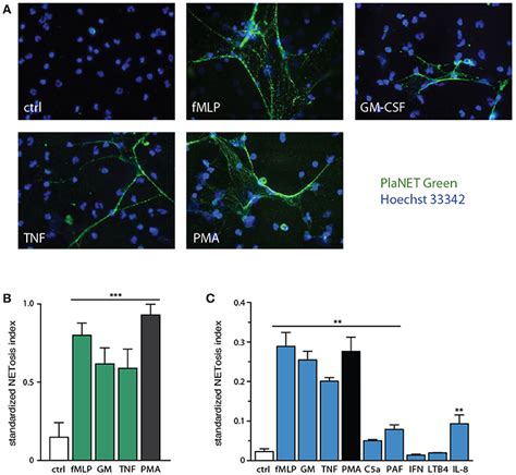 Frontiers Physiological Stimuli Induce Pad4 Dependent Ros