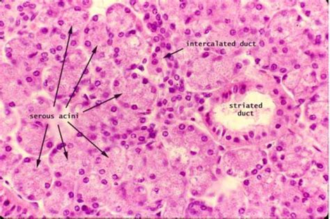 Salivary Glands Flashcards Quizlet