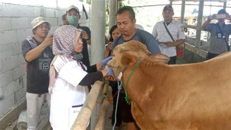 Total 230 Ekor Sapi Di Karawang Terjangkit Penyakit Mulut Kuku