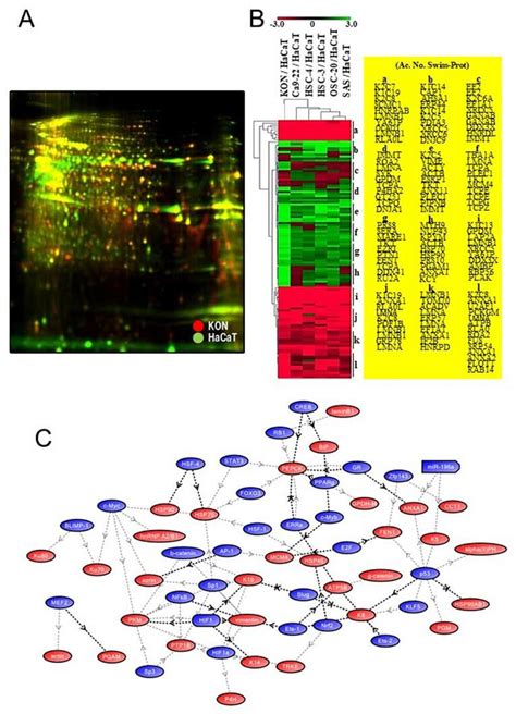 Comparative Analysis Of Oscc Derived Cells Kon And Hacat Cells Using