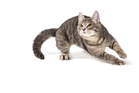 Cat Zoomies: Why Cats Are So Energetic At Night - Triangle Animal Clinic