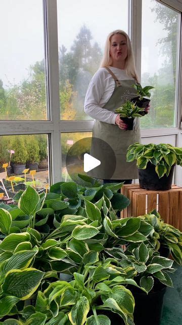 ЗЕЛЁНЫЙ МИР|ИНТЕРНЕТ-МАГАЗИН РАСТЕНИЙ on Instagram: "🍀ТОП-3 двухцветных ...