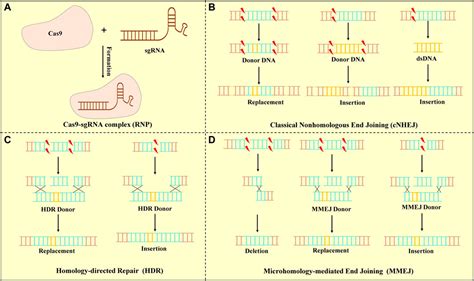 Frontiers A Novel Anti Cancer Therapy Crisprcas9 Gene Editing