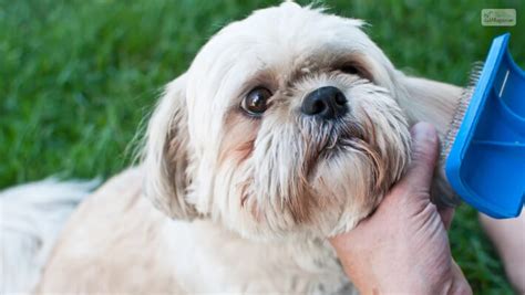 Grooming Tips for the Long-Haired Maltese Shih Tzu