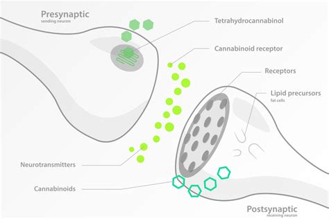 What Is The Endocannabinoid System Little Green Pharma