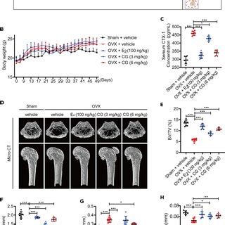 CG Treatment Prevents Bone Loss Induced By Ovariectomized In Vivo A