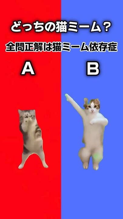 あなたの猫ミーム依存度はどれくらい？パート③ 猫ミーム 猫ミーム日常 クイズ Youtube