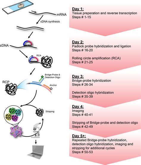 Hybiss Hybridization Based In Situ Sequencing