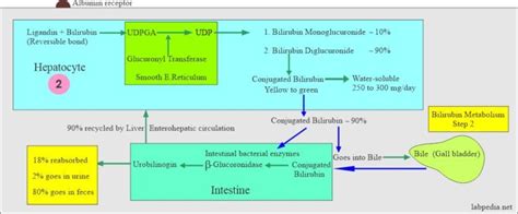 Bilirubin Part 1 Total Bilirubin Direct And Indirect Bilirubin