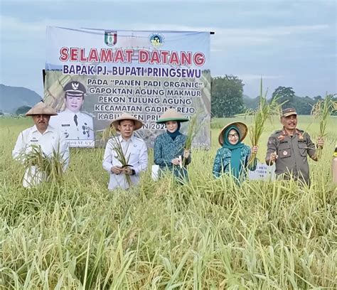 Marindo Kurniawan Bersama Gapoktan Agung Makmur Pringsewu Panen Perdana