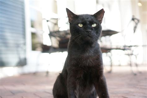 Quais S O Os Tipos De Gato Vira Lata Mais Populares Do Brasil Patas