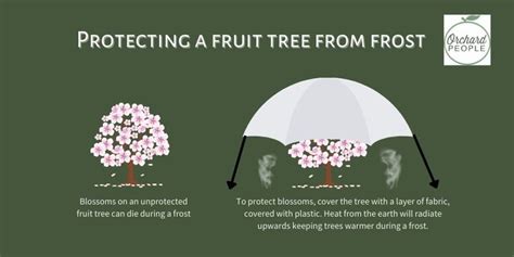 Practical Strategies For Protecting Fruit Trees From Frost Damage