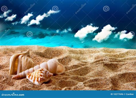 Seashells On The Beach Stock Photo Image Of Natural 10277696