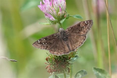 Horace S Duskywing From Rappahannock County Va Usa On July