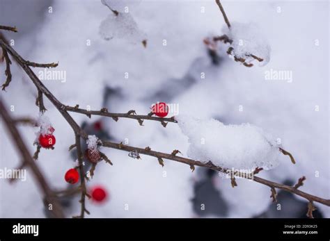 Covered With Snow Clusters Of Red Berries Of A Cotoneaster