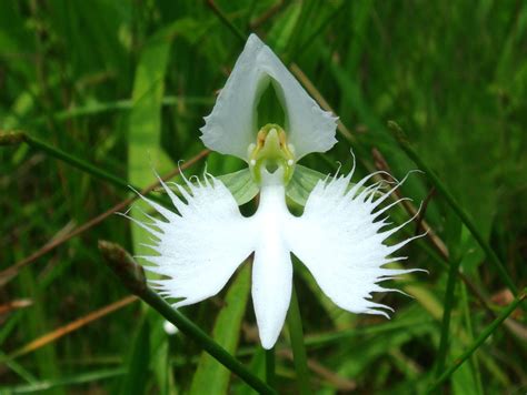 Facts about the White Egret Orchid | Orchids Plus