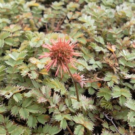 Acaena Microphylla Dichte Matte Kwekerij De Boever