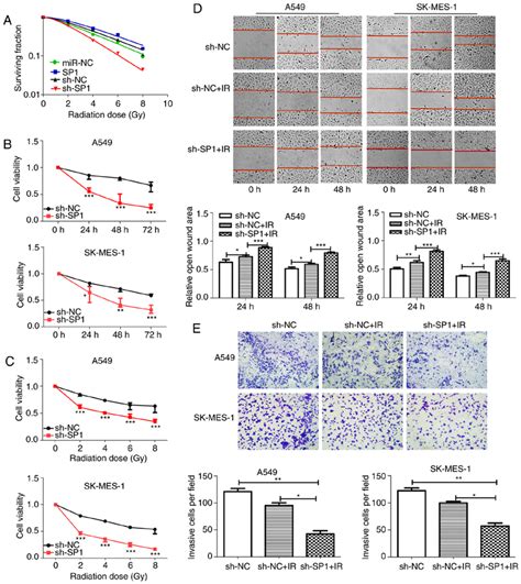 Sh SP1 Enhances Radiosensitivity Of NSCLC Cells A Clonogenic Cell