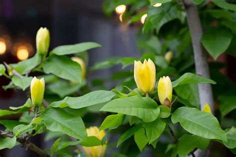 How to Grow and Care For Yellow Bird Magnolia Tree - Plantglossary