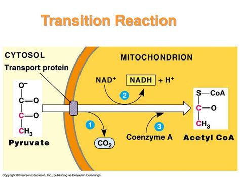 Ppt Metabolism Powerpoint Presentation Free Download Id409646