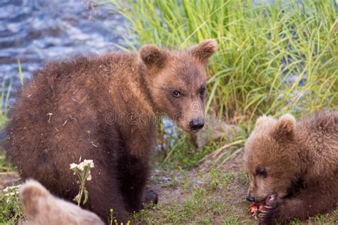 Cute brown bear cubs stock photo. Image of park, animal - 96949966