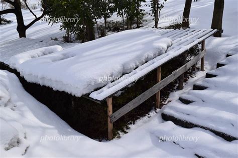 豪雪地帯の雪囲い 冬の風物詩 写真素材 6953945 フォトライブラリー Photolibrary