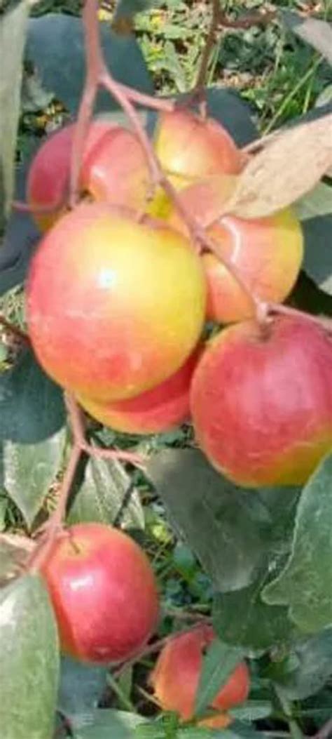 Cloud Farm Hybrid Grafted Kashmiri Red Apple Ber Plant Cf Amazon