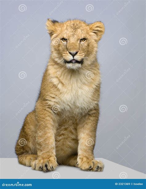 Lion Cub Sitting Royalty Free Stock Images Image